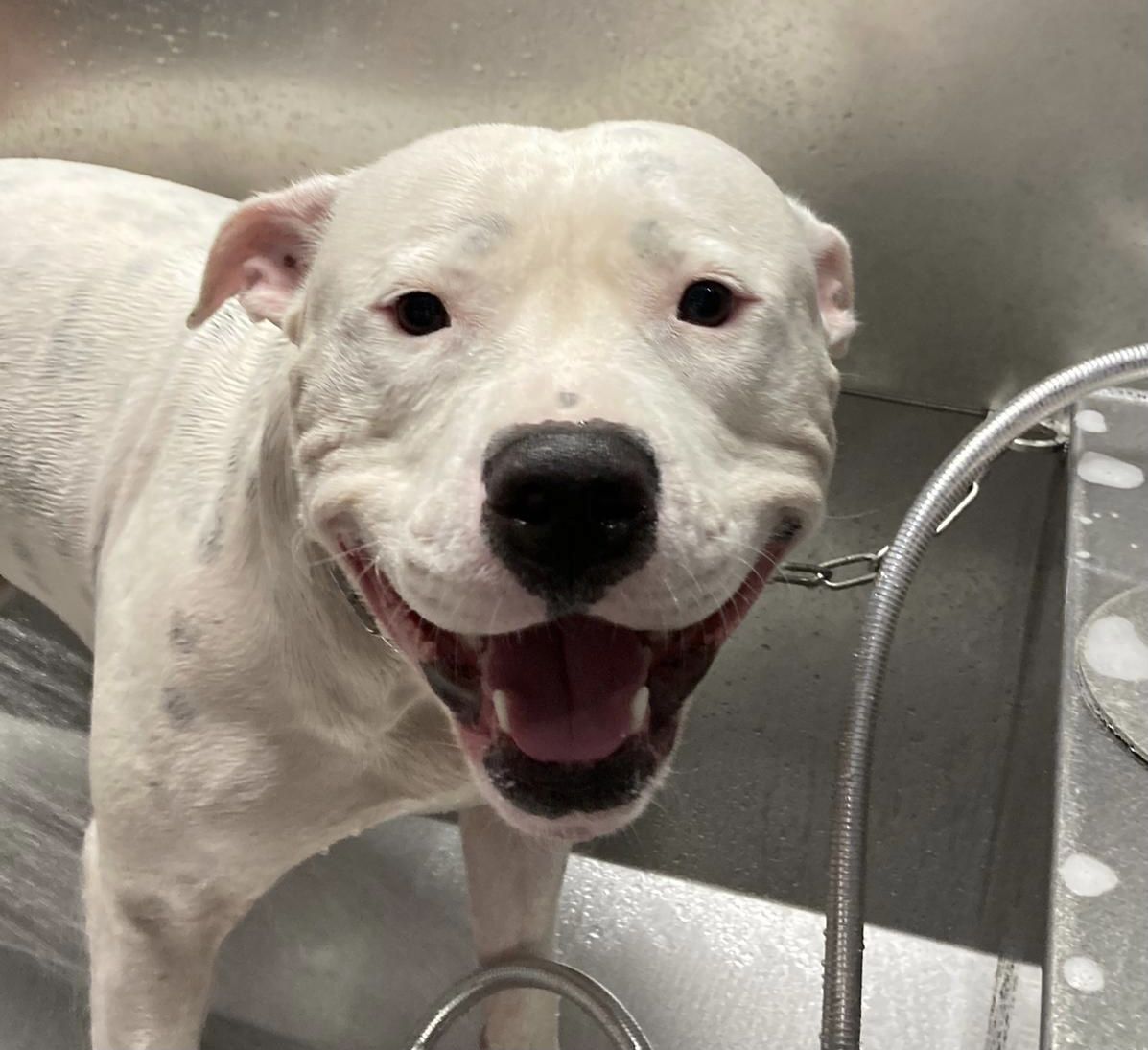 Pitbull bianco nella postazione self