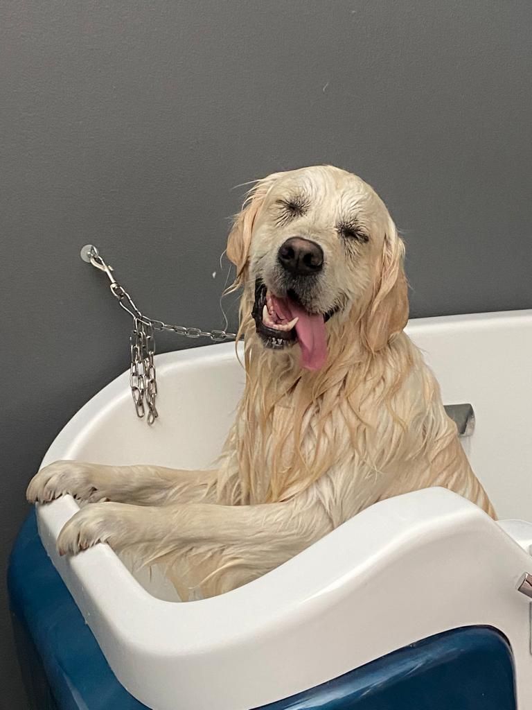 Golden retriever nella vasca