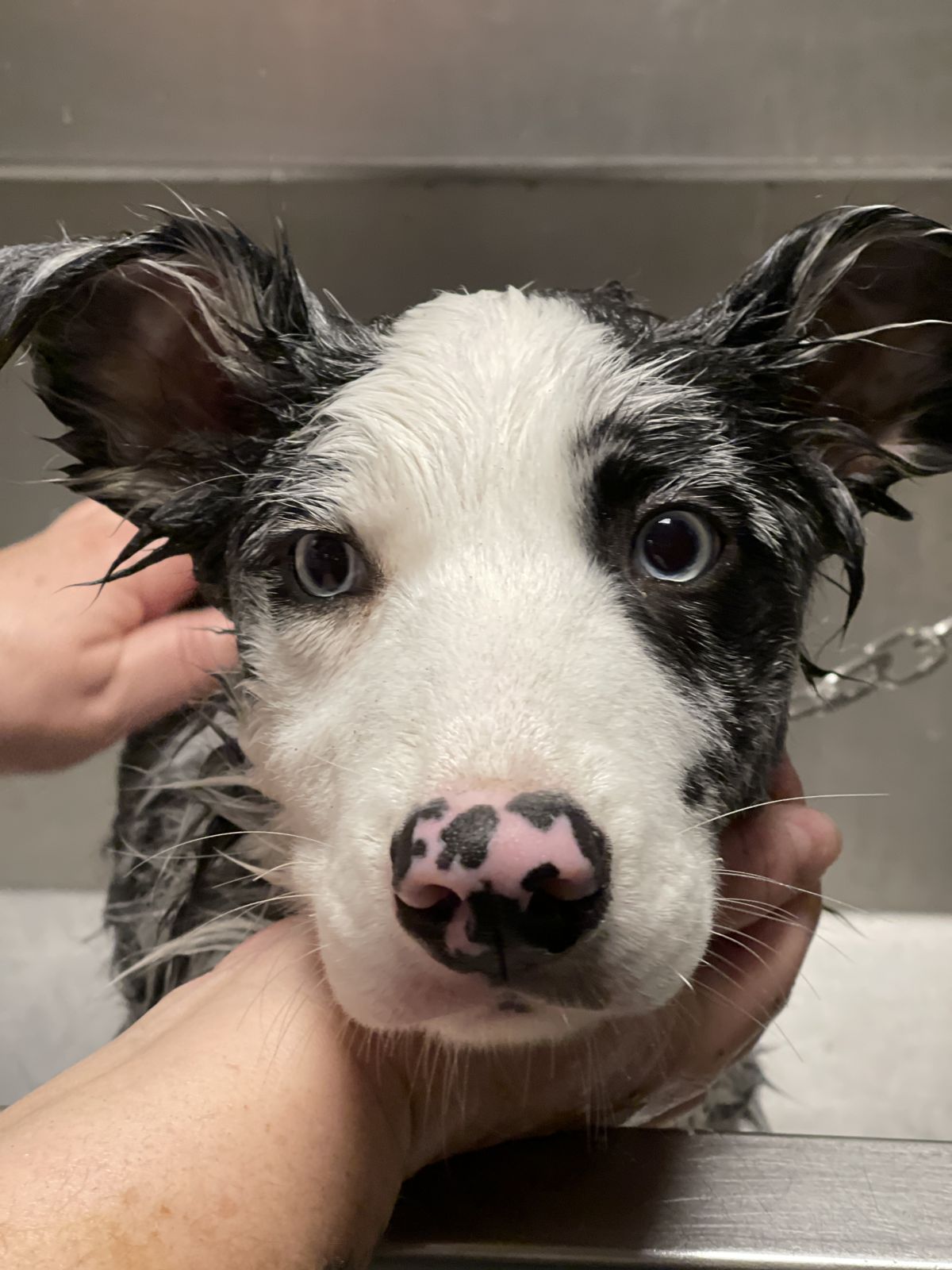 Cucciolo di border collie bagnato