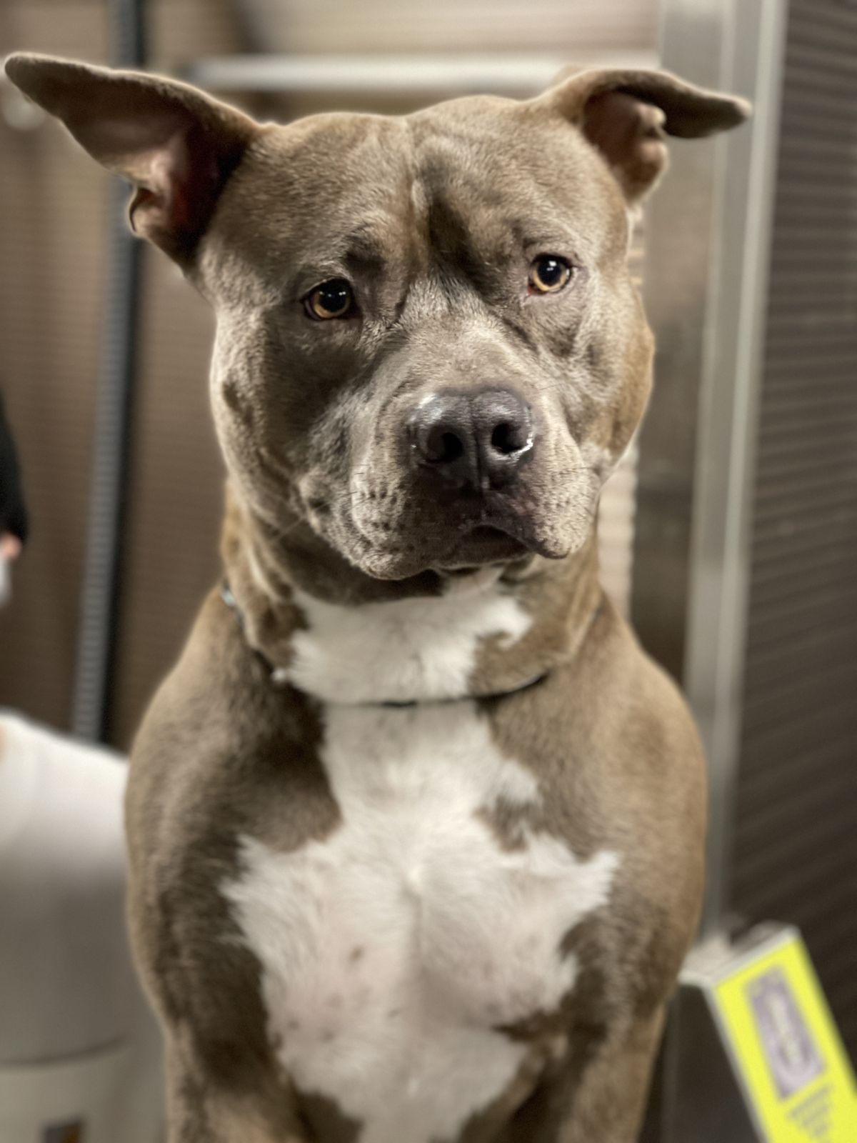 Pitbull grigio nella postazione self