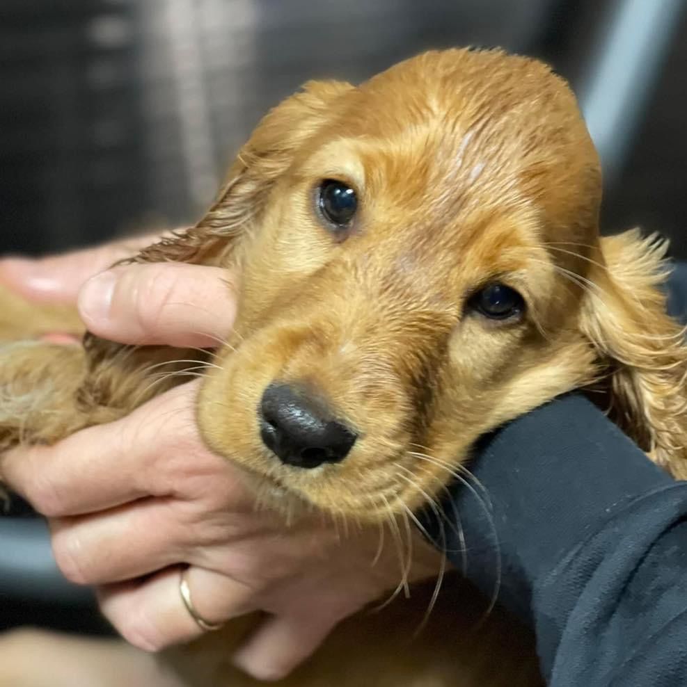 Cucciolo di golden retriever durante il bagno