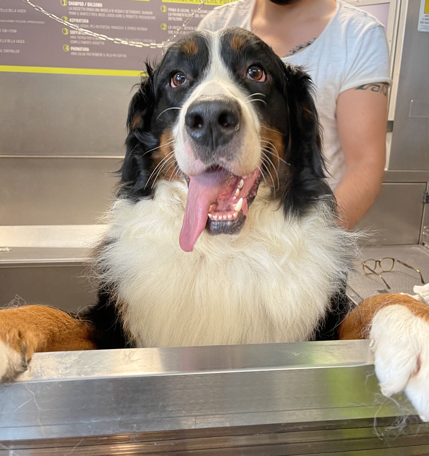Bovaro del bernese nella vasca self service di Wash Dog Rimini